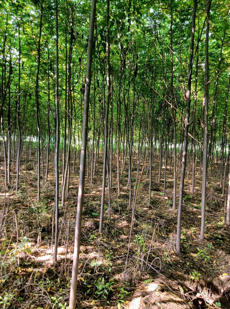1-8公分苦楝50万棵，量大从优！诚信第一！