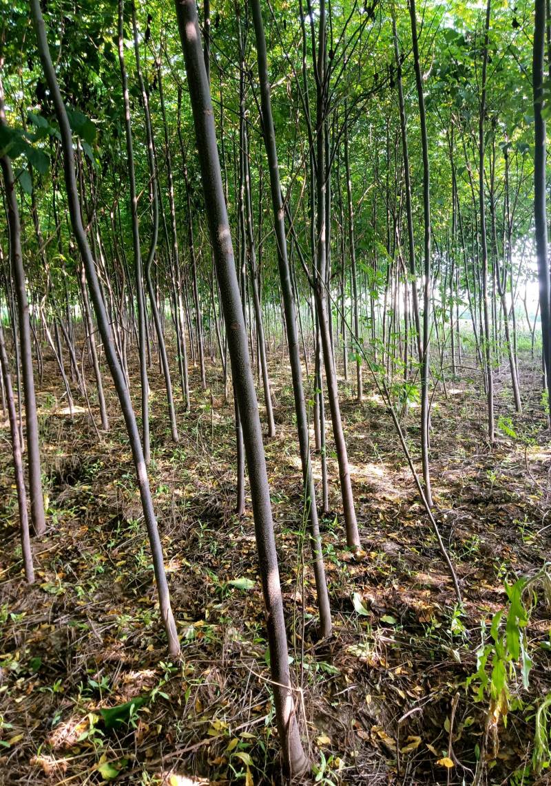 1-8公分苦楝50万棵，量大从优！诚信第一！