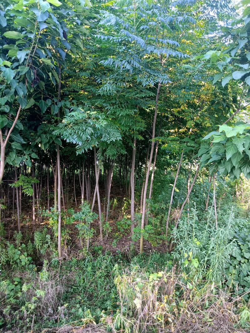 1-8公分苦楝50万棵，量大从优！诚信第一！