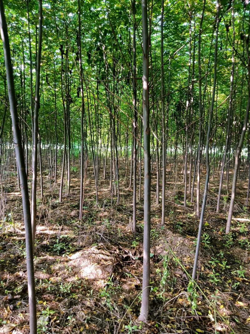 1-8公分苦楝50万棵，量大从优！诚信第一！