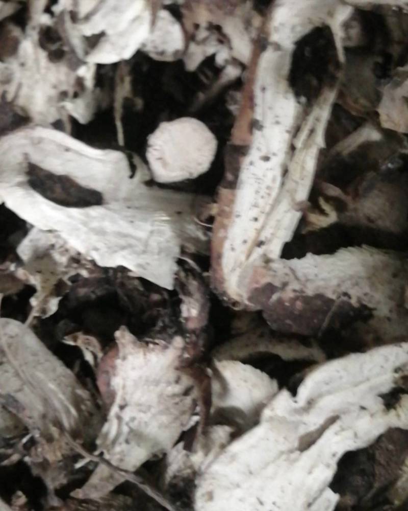 产地直销，熟白芍狗头片，无流烘干，产地河南商丘市虞城县