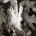 产地直销，熟白芍狗头片，无流烘干，产地河南商丘市虞城县