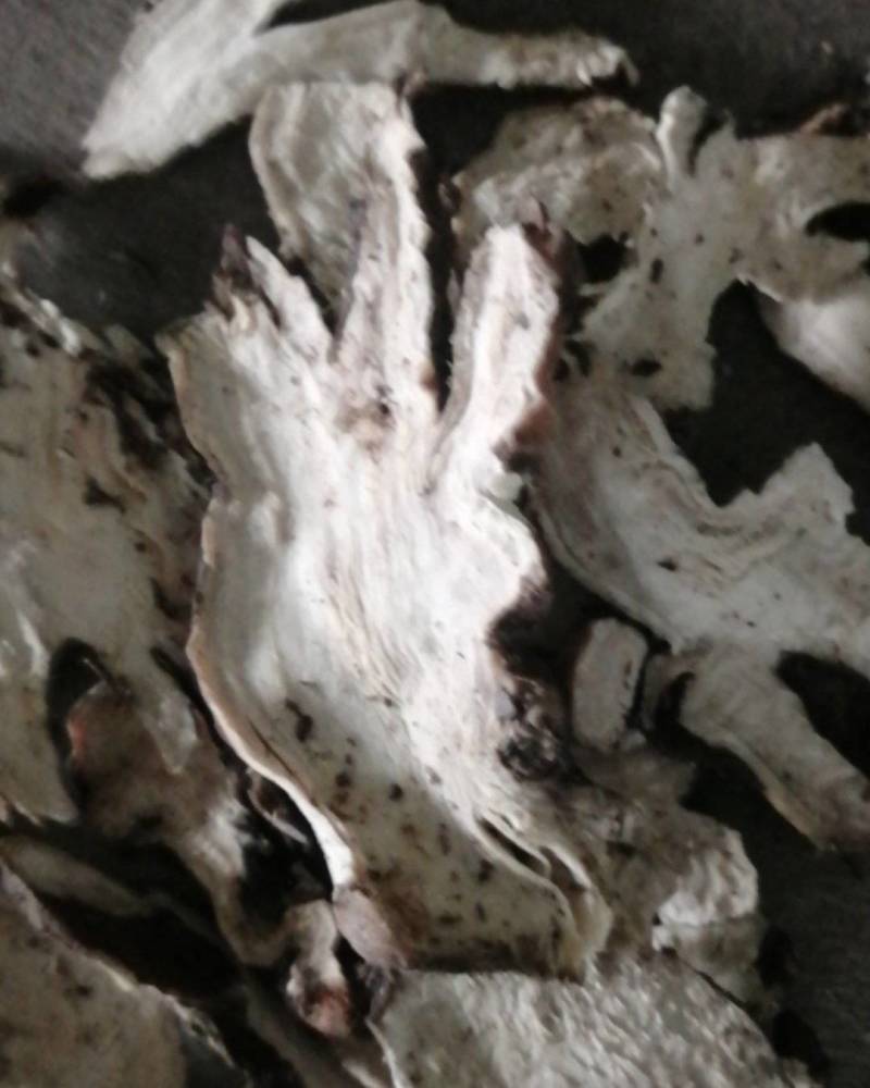 产地直销，熟白芍狗头片，无流烘干，产地河南商丘市虞城县