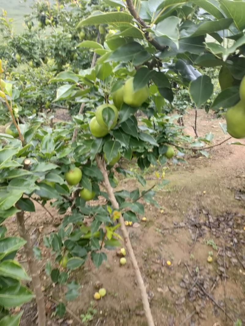 鞍山海城早酥梨大量上市欢迎广大客商前来选购