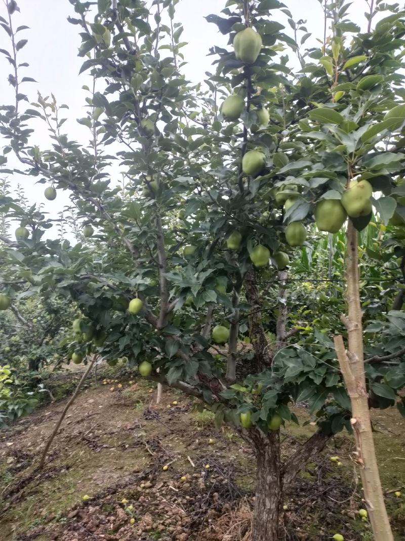 鞍山海城早酥梨大量上市欢迎广大客商前来选购