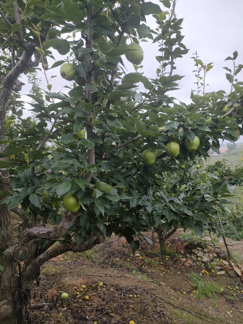 鞍山海城早酥梨大量上市欢迎广大客商前来选购