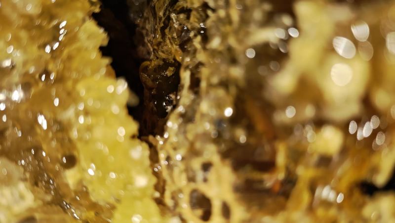 原生态土蜂蜜，原自贵州大山深处，生态好，蜜源足，产好蜜…