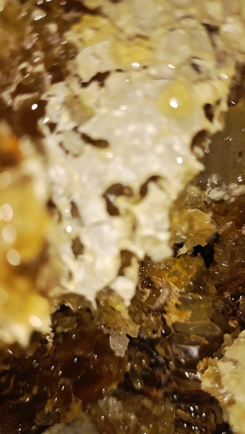 原生态土蜂蜜，原自贵州大山深处，生态好，蜜源足，产好蜜…