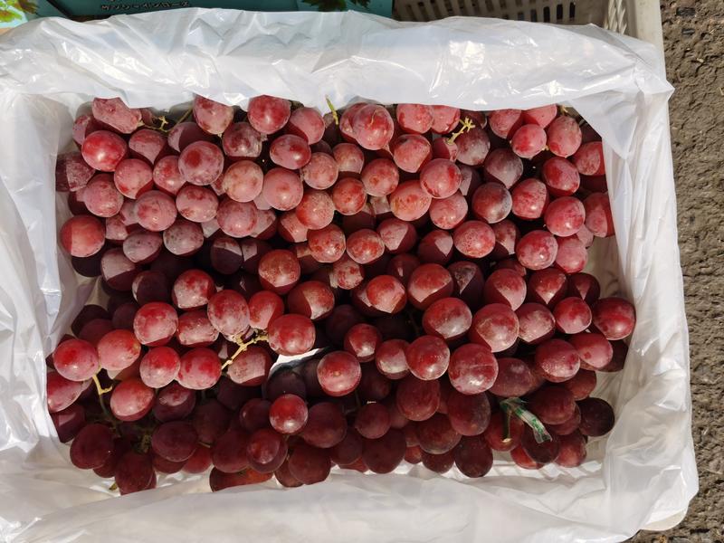 红提葡萄，颜色红颗粒均匀货源充足
