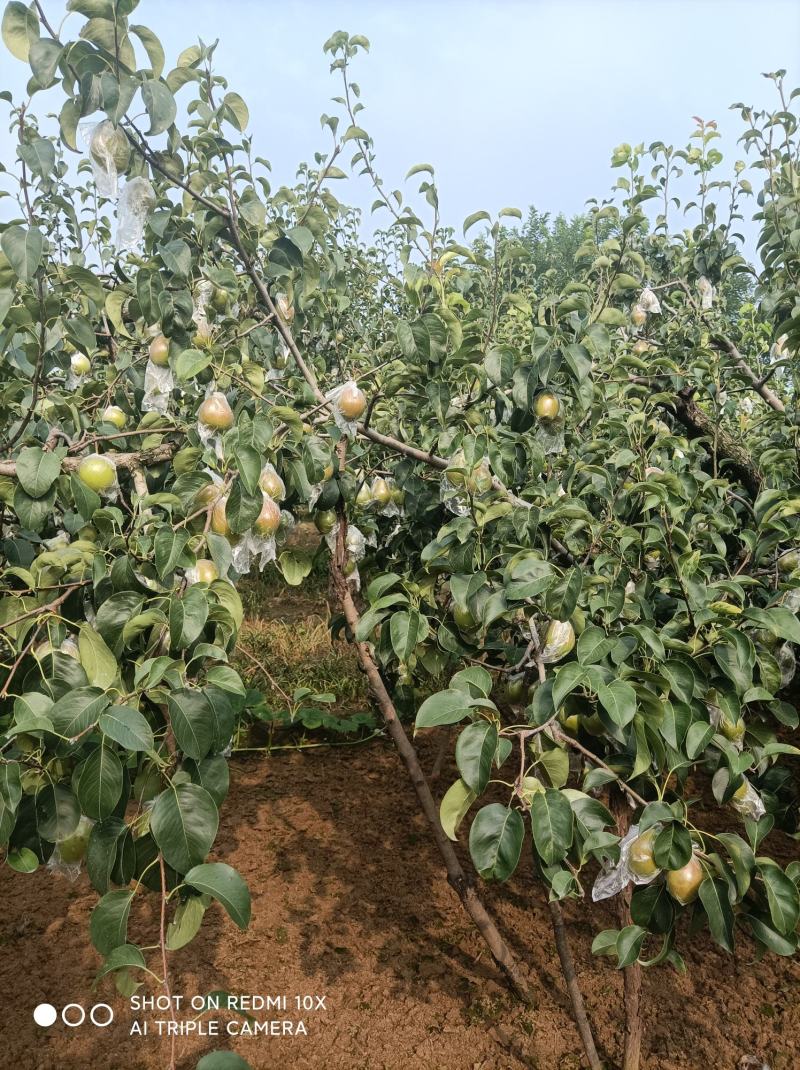 红香酥大量上市