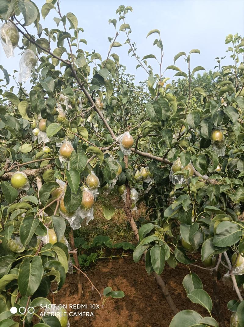 红香酥大量上市