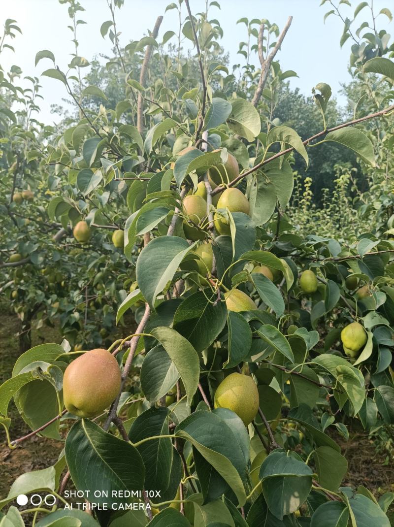 红香酥大量上市
