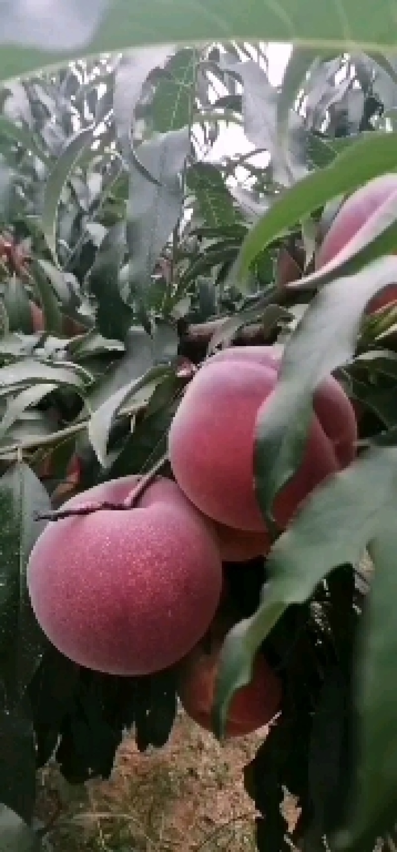 秋彤毛桃离核毛桃批发秋彤毛桃大量上市全国发货