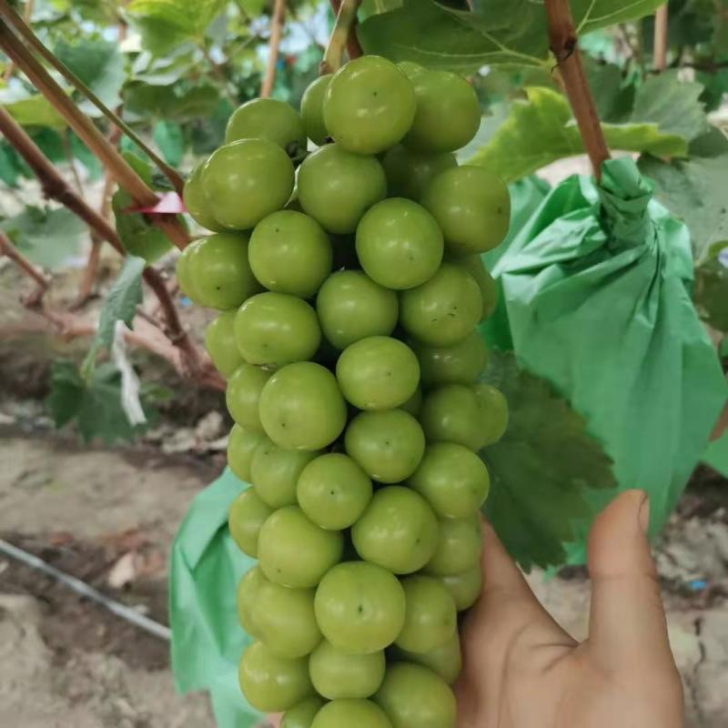 肥东梁园阳光玫瑰种植基地