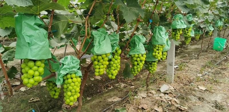 肥东梁园阳光玫瑰种植基地