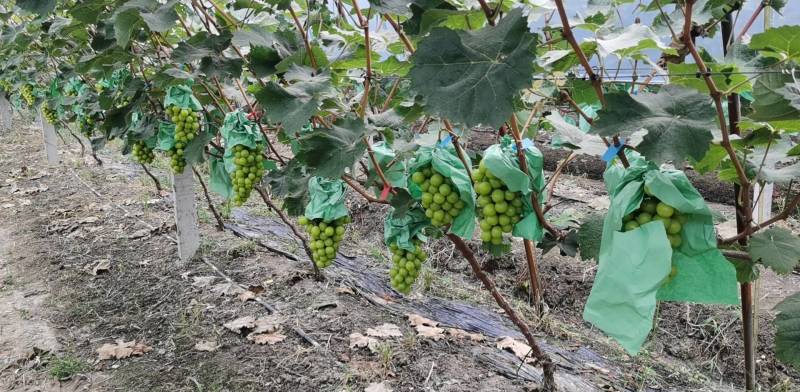 肥东梁园阳光玫瑰种植基地