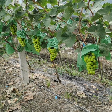 肥东梁园阳光玫瑰种植基地