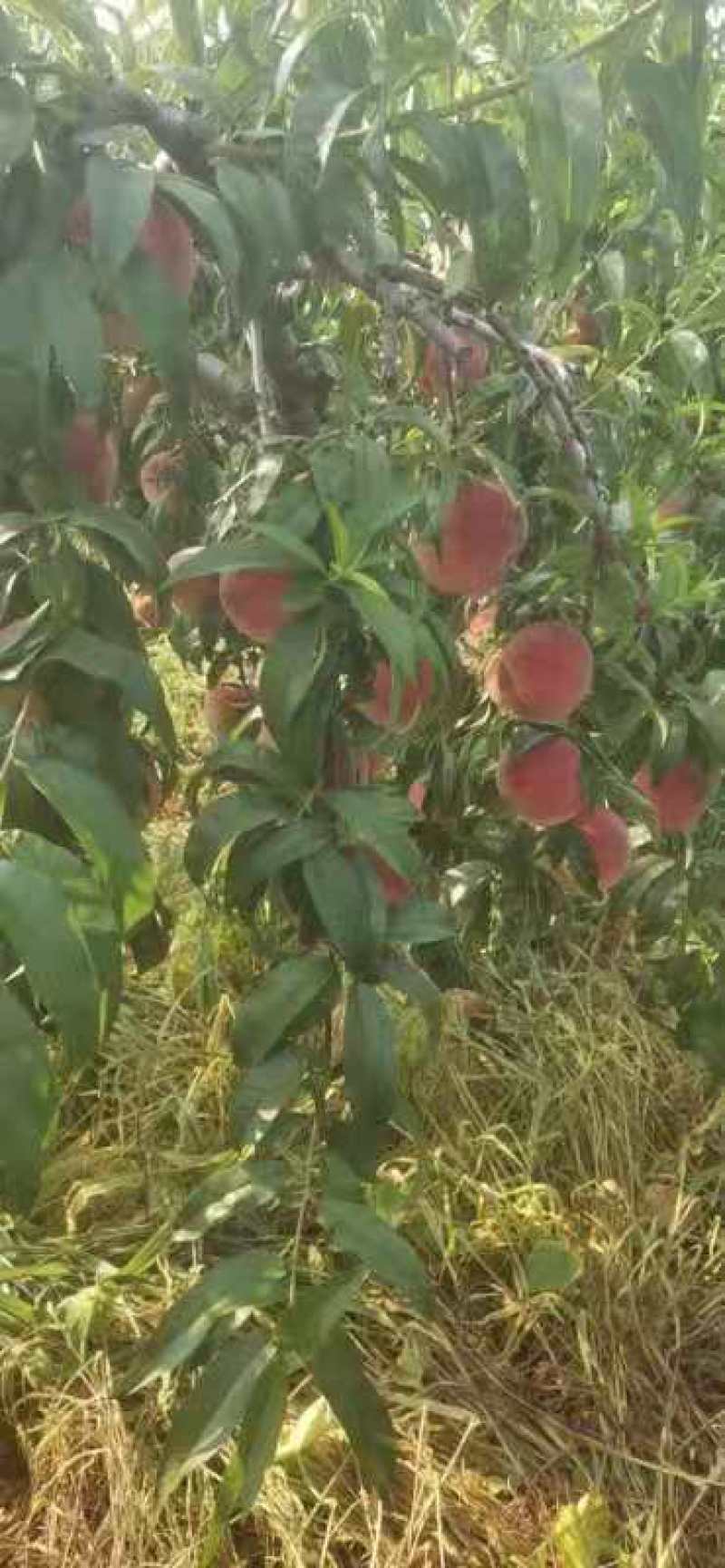 山东毛桃山东秋彤毛桃价格离核毛桃产地货源充足