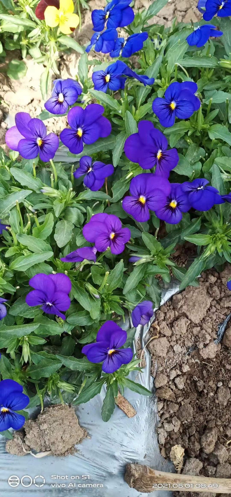 三色堇花，酸模叶，火红苗，甜菜苗