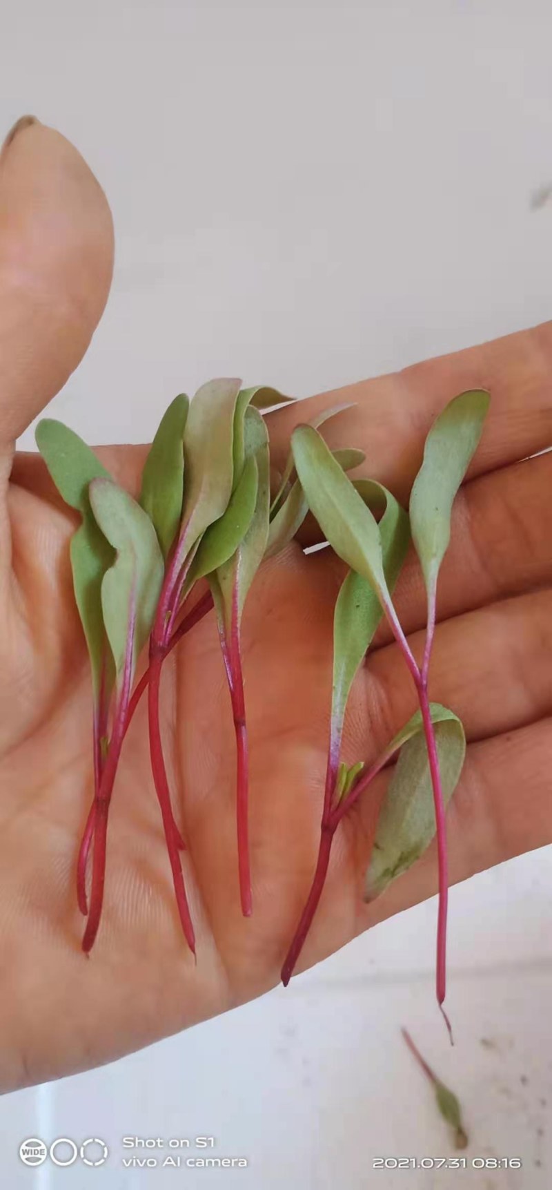 三色堇花，酸模叶，火红苗，甜菜苗
