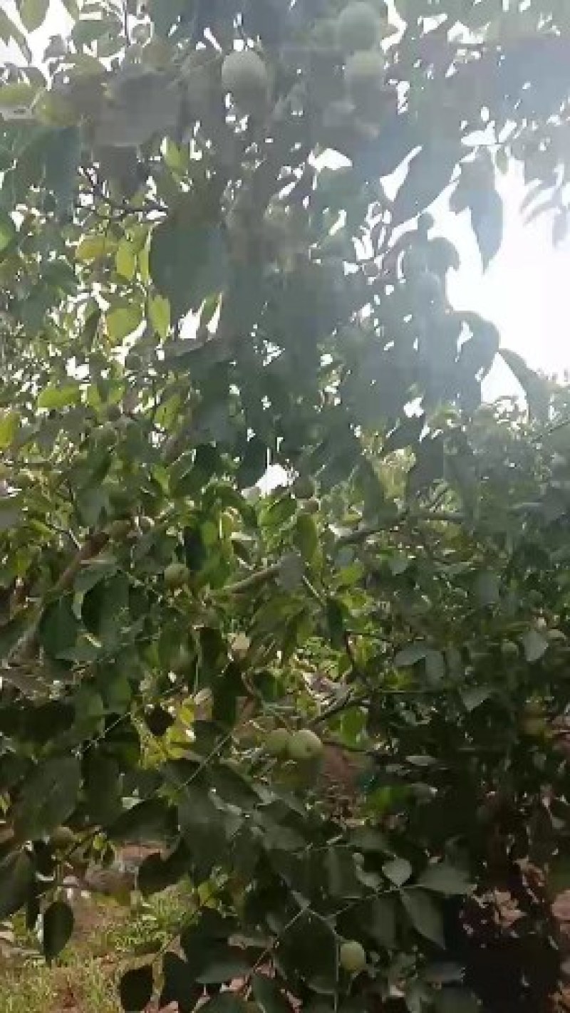 石家庄市赞皇县青皮核桃以大量上市。有需要的老板找我联系。