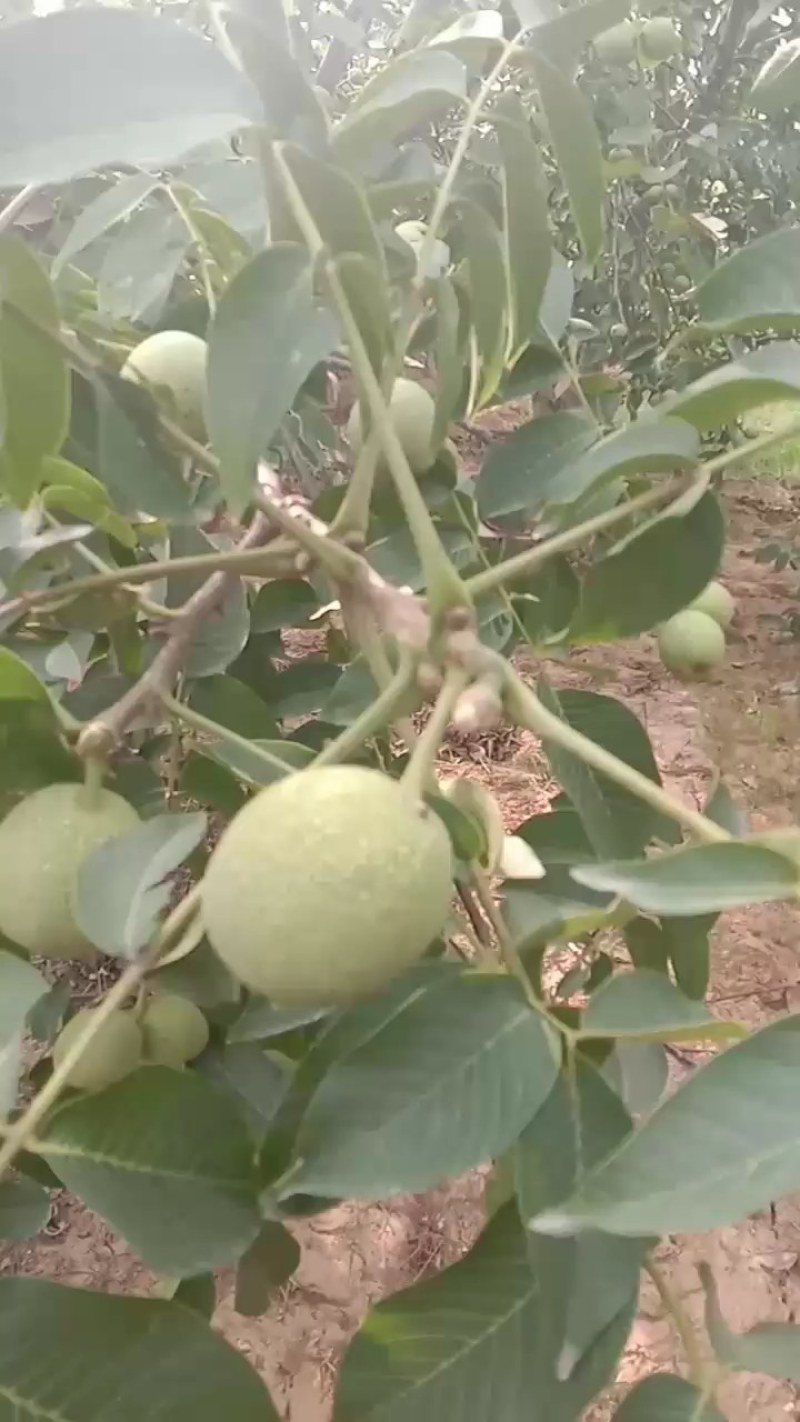 石家庄市赞皇县青皮核桃以大量上市。有需要的老板找我联系。