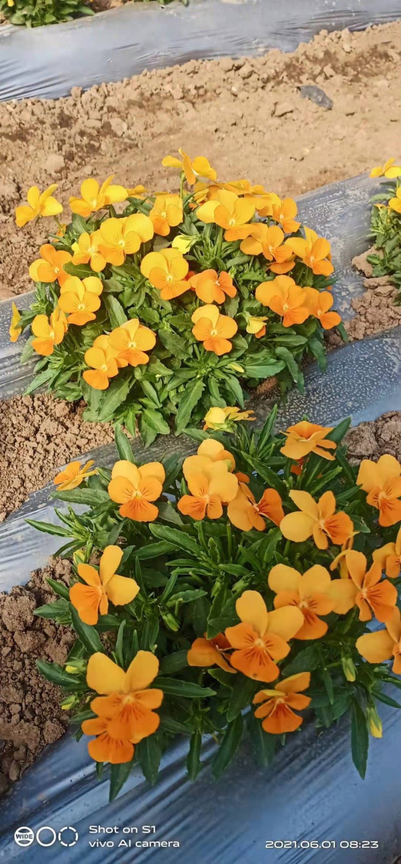 三色堇花