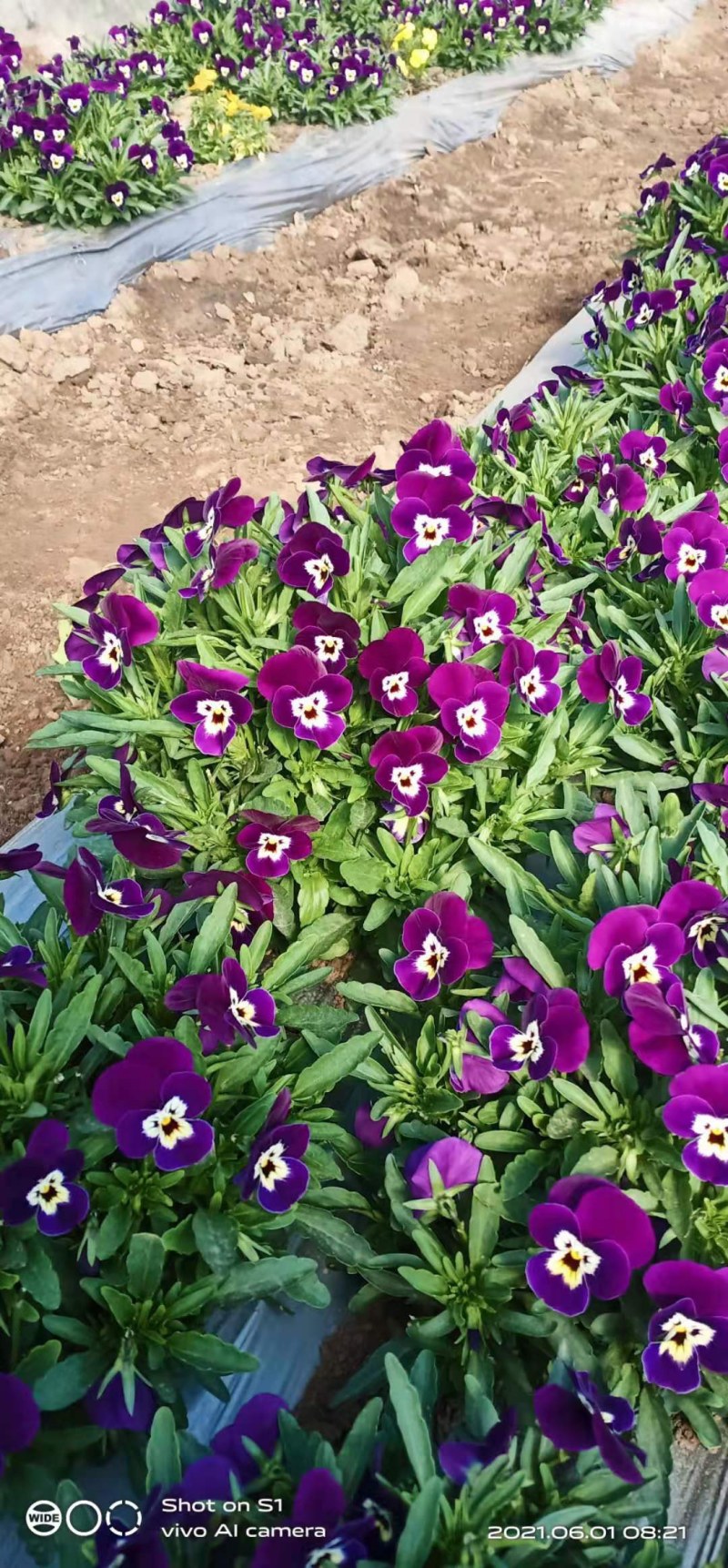 三色堇花