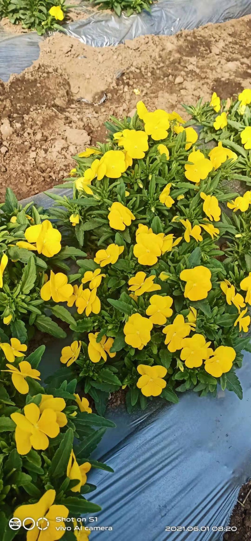 三色堇花