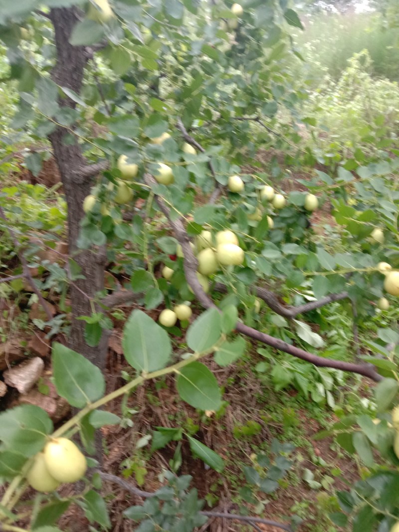 青枣石家庄市赞皇县青枣以大量上市，，有需要的老板找我联系