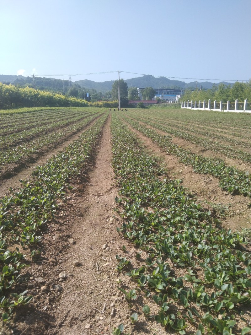 辽宁辽南条型朱砂点苍术苗产地直发量大优惠