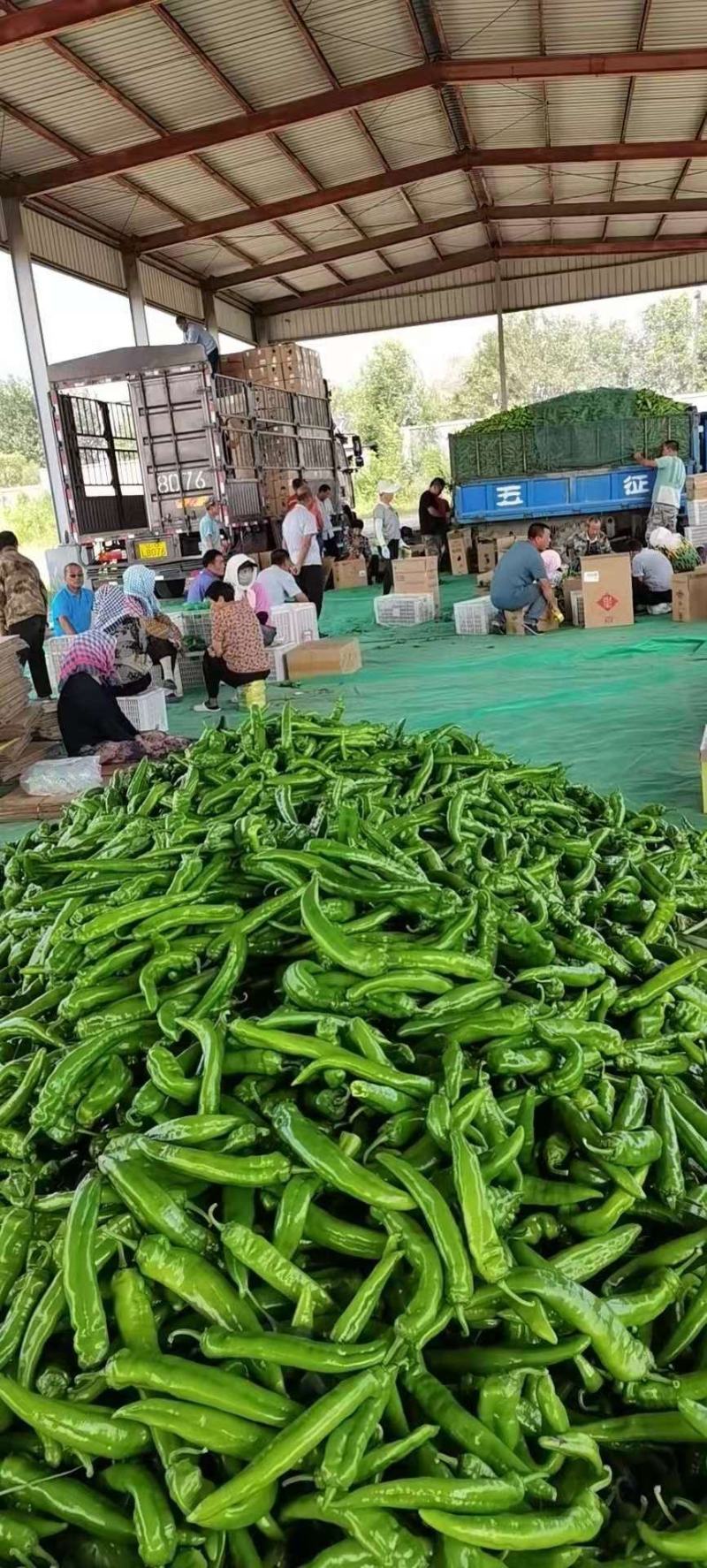 鲜辣椒辽宁凌海辣椒精品牛角椒产地大量供应一条龙服务