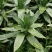 【精品】莲花竹（自有种植，基地批发，保质保量，量大多优）。
