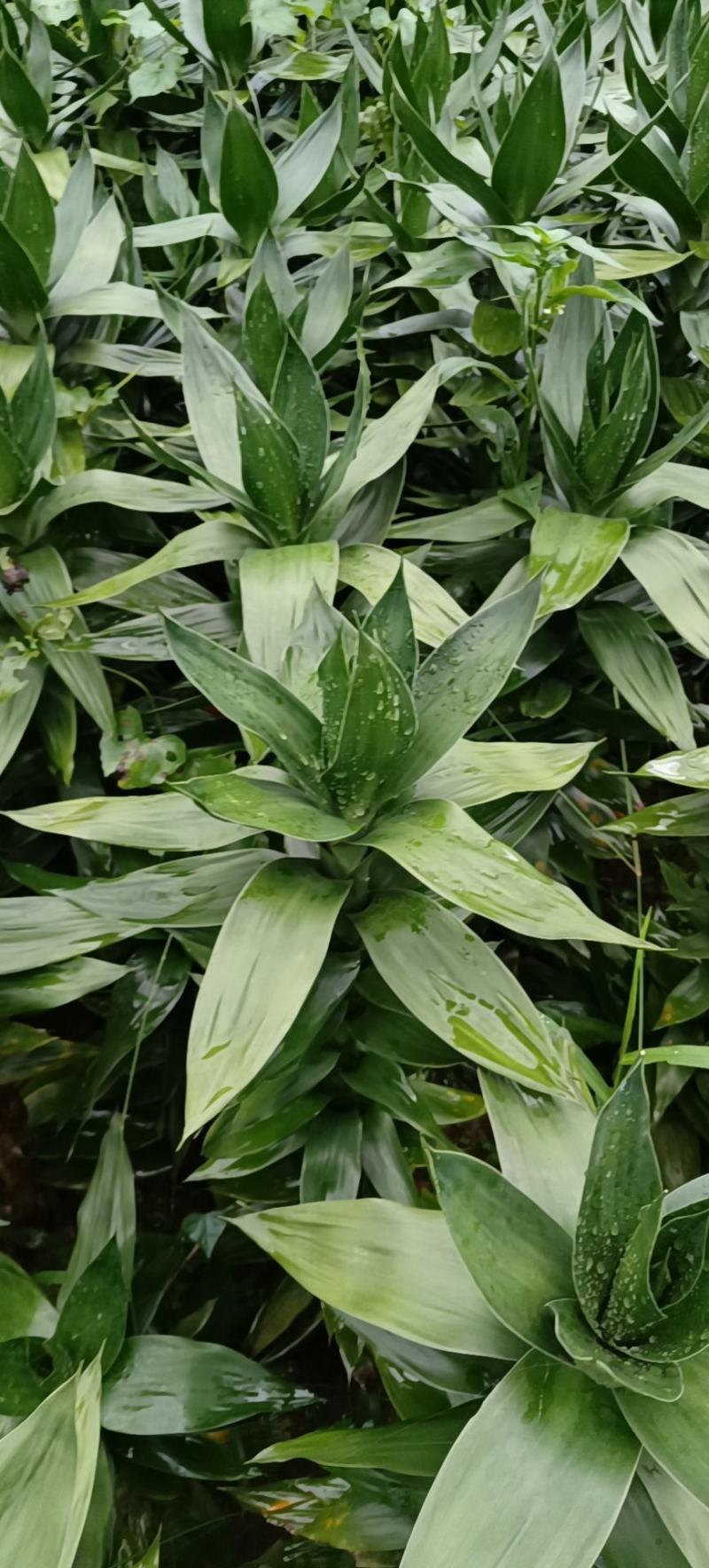 【精品】莲花竹（自有种植，基地批发，保质保量，量大多优）。