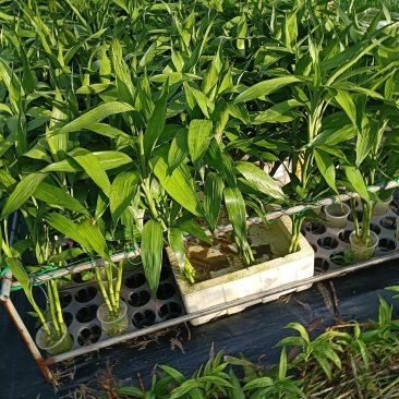 【精品】莲花竹（自有种植，基地批发，保质保量，量大多优）。