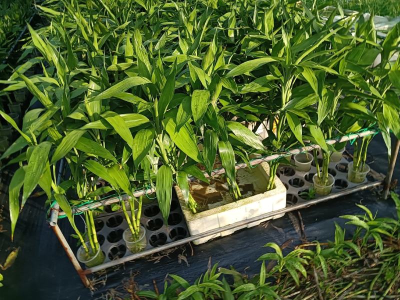 【精品】莲花竹（自有种植，基地批发，保质保量，量大多优）。