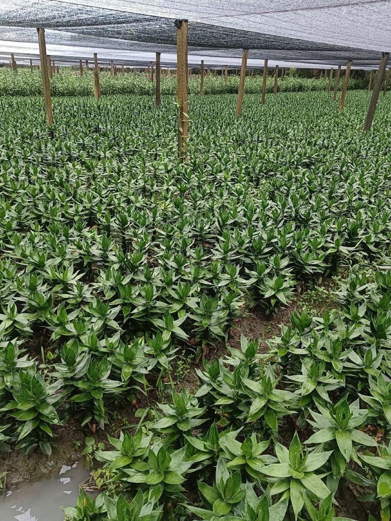 【精品】莲花竹（自有种植，基地批发，保质保量，量大多优）。