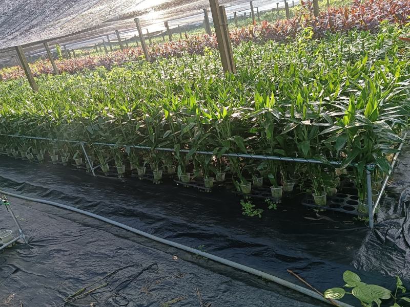 【精品】莲花竹（自有种植，基地批发，保质保量，量大多优）。