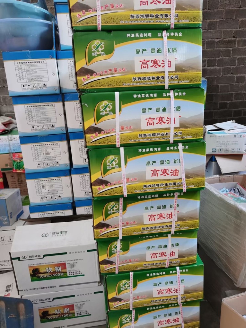 高寒油油菜种子天油14高产抗寒耐旱抗倒
