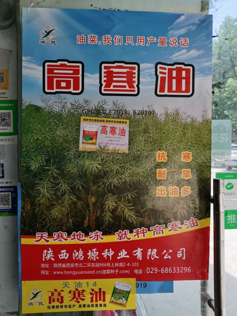 高寒油油菜种子天油14高产抗寒耐旱抗倒