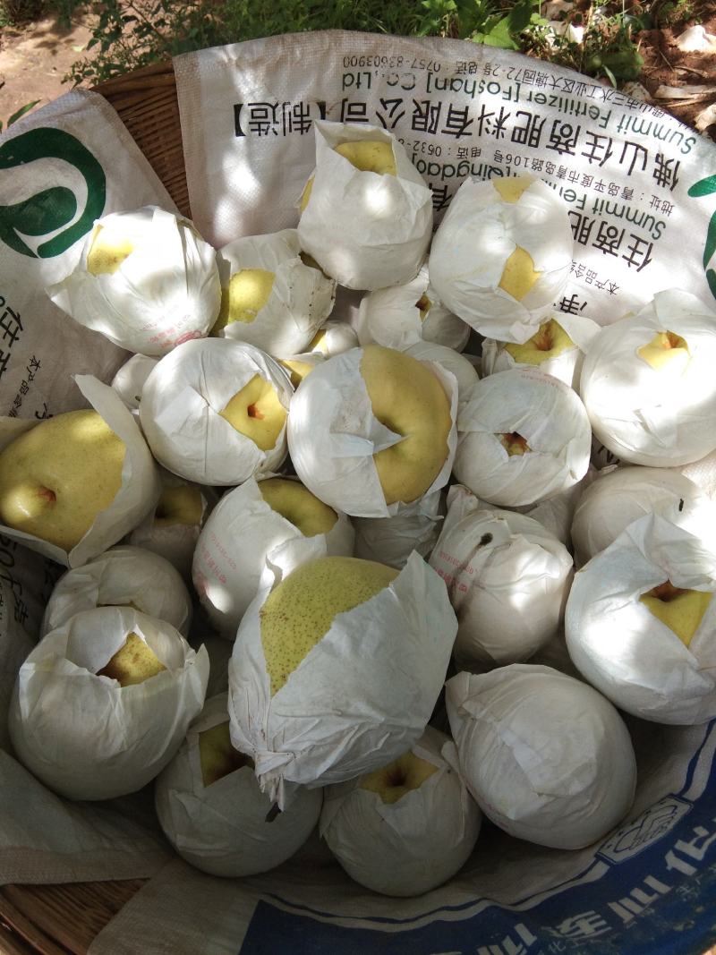 雅安市汉源县金花梨纸袋350~400g