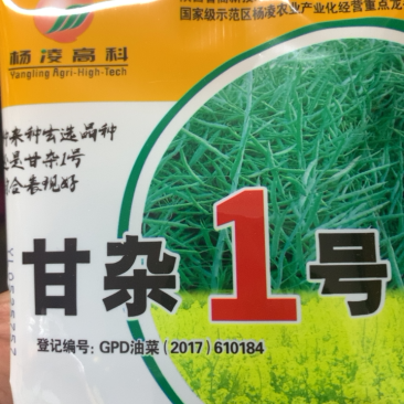 甘杂一号油菜种子经典品种高产抗寒耐旱抗病抗倒