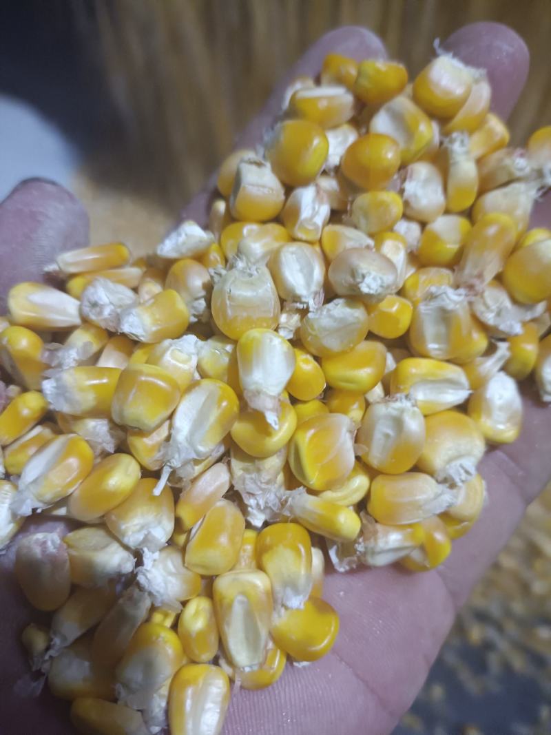 湖北精选定包优质大颗粒春玉米，水份干，净粮