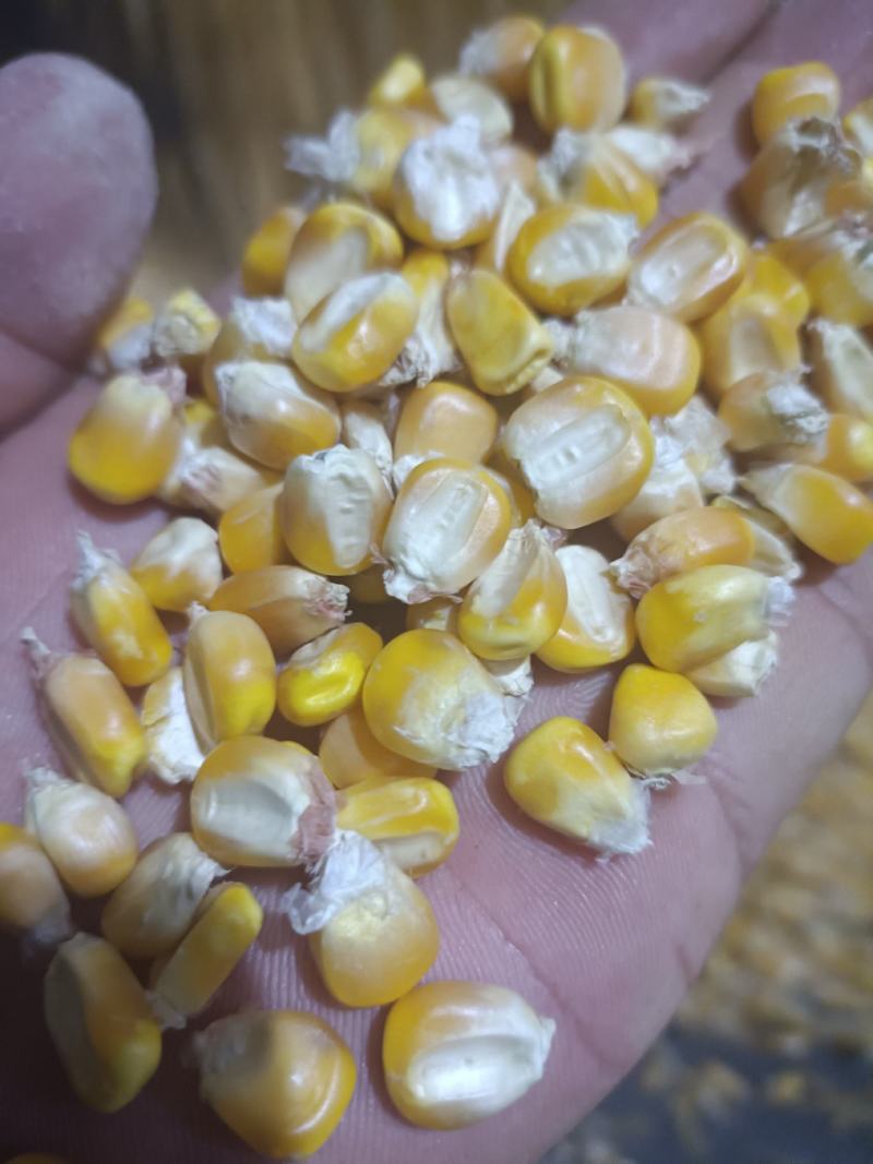 湖北精选定包优质大颗粒春玉米，水份干，净粮