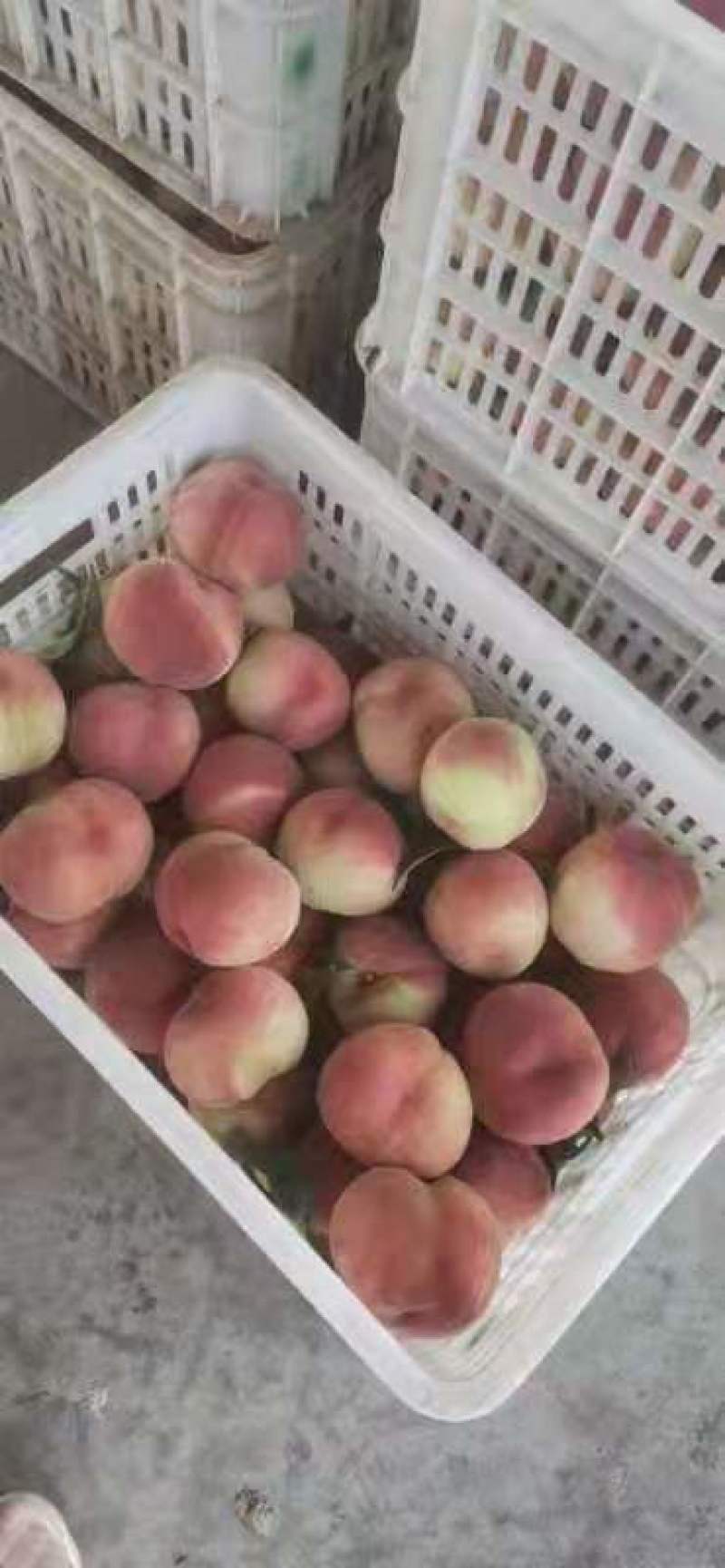 山东毛桃批发秋彤毛桃大量上市品质好货源充足全国发货