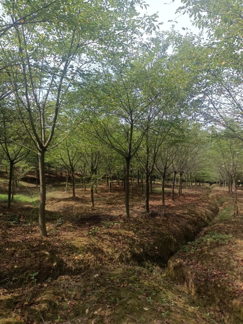 高分枝樱花，精品樱花，早樱，酒染吉野，湖北樱花，