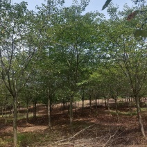 高分枝樱花，精品樱花，早樱，酒染吉野，湖北樱花，