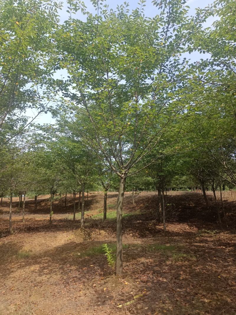 高分枝樱花，精品樱花，早樱，酒染吉野，湖北樱花，