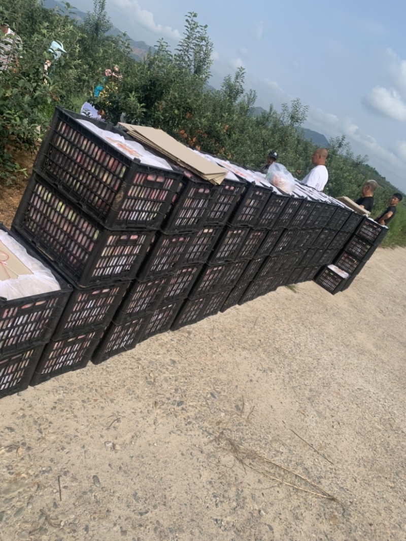 鲁丽苹果🍎、绥中优质产品，优质产地，欢迎各位光临