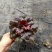 矾根基地直销有数量有质量支持视频看货发货物美价廉